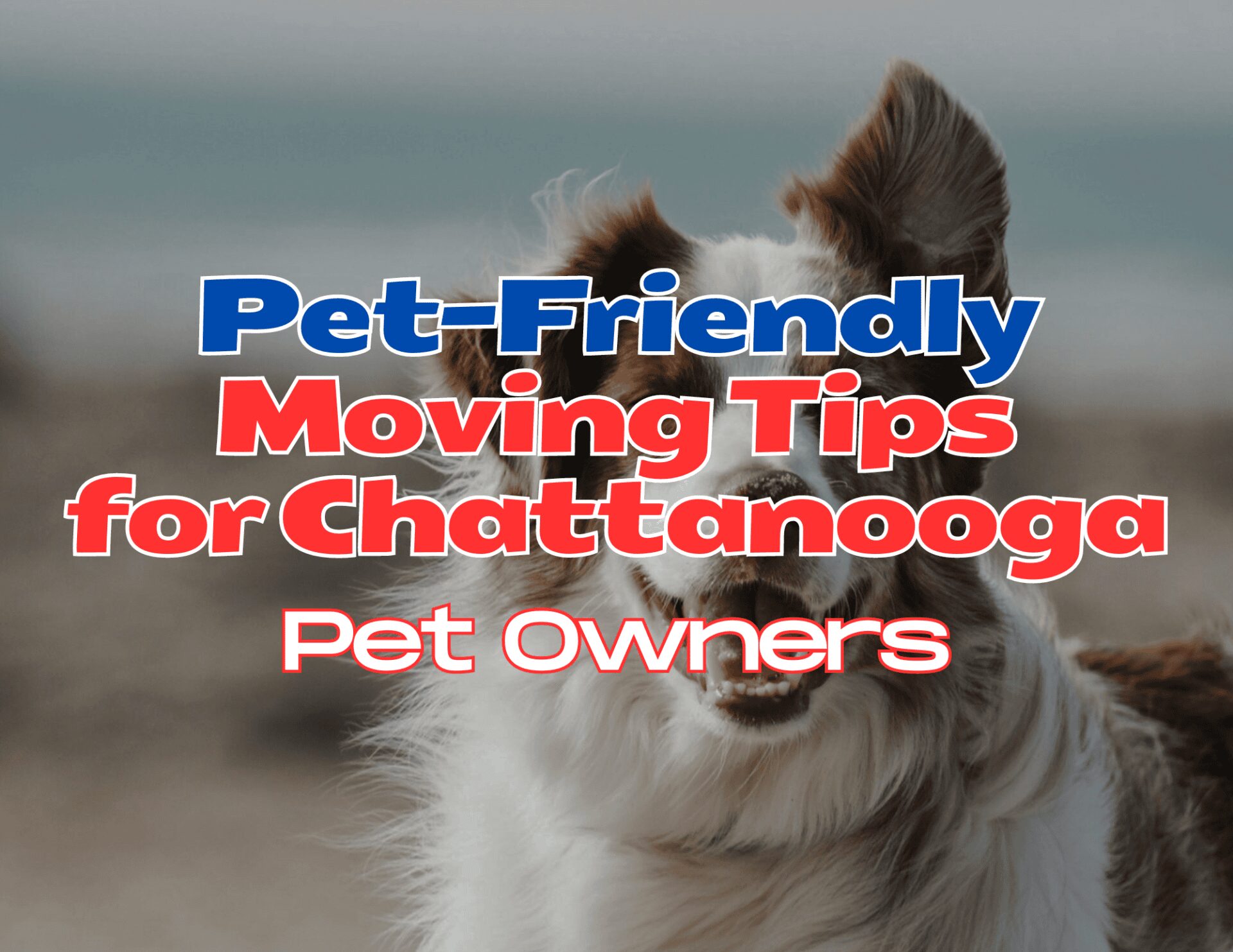 Pet Friendly Moving Tips