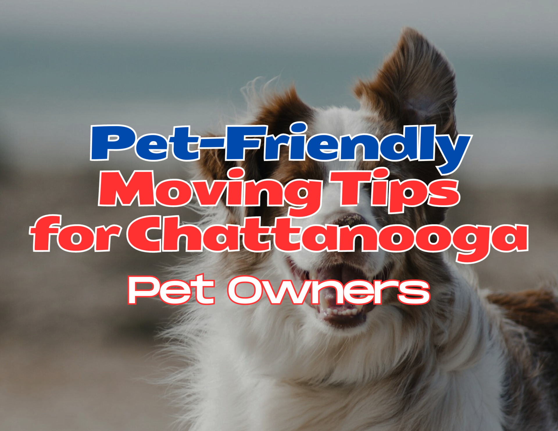Pet Friendly Moving Tips
